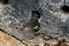 Symmorphus bifasciatus