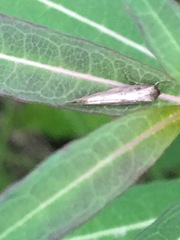 Epermenioidea