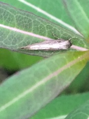 Epermenioidea