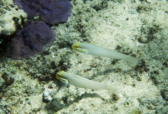 Valenciennea strigata