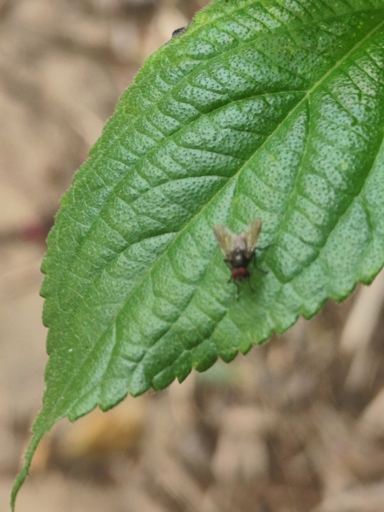 Hebecnema fumosa