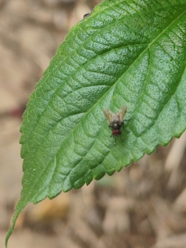Hebecnema fumosa