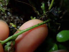 Asplenium appendiculatum maritimum