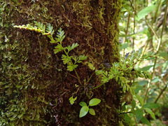 Asplenium appendiculatum maritimum