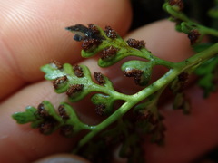 Asplenium appendiculatum maritimum