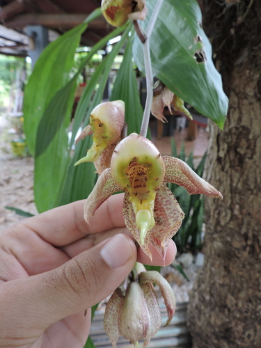 Catasetum maculatum, photograph 2