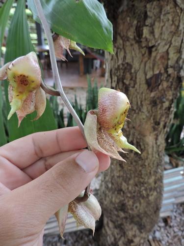 Catasetum maculatum, photograph 3