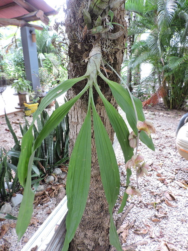 Catasetum maculatum, photograph 4