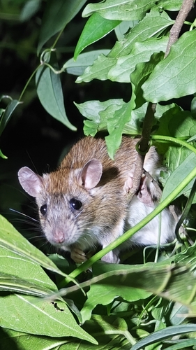 Hainan White-bellied Rat (Niviventer lotipes) — Data Deficient Mammalia