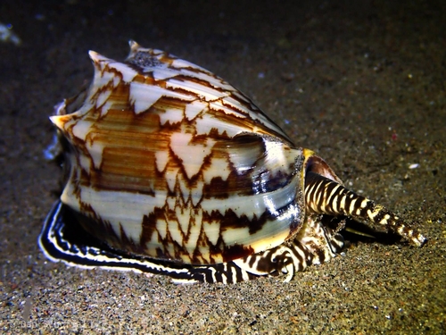 Cymbiola vespertilio