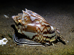 Cymbiola vespertilio