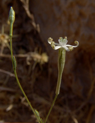 Silene linearis