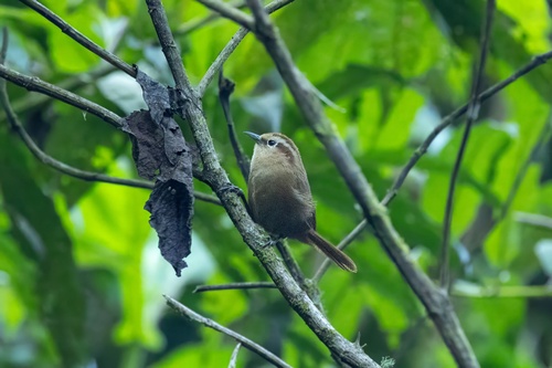 Fulvous Wren