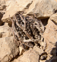 Anastatica hierochuntica