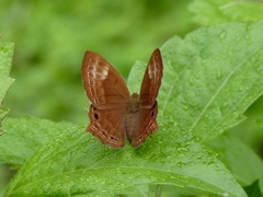 Abisara