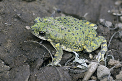 Anaxyrus debilis debilis