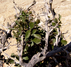 Searsia tripartita