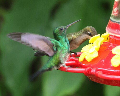 Blue-chinned Sapphire (Chlorestes notata), photo 9
