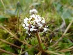 Cochlearia groenlandica