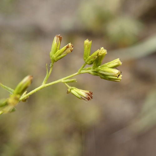 Image of Koanophyllon palmeri by (c) Sue Carnahan, some rights reserved (CC BY)