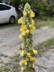 Verbascum thapsus
