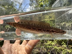 Bangka Snakehead photo 2