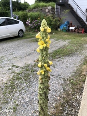 Verbascum thapsus