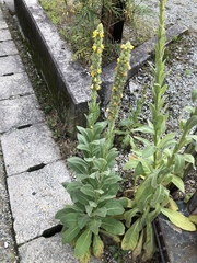 Verbascum thapsus
