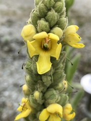 Verbascum thapsus