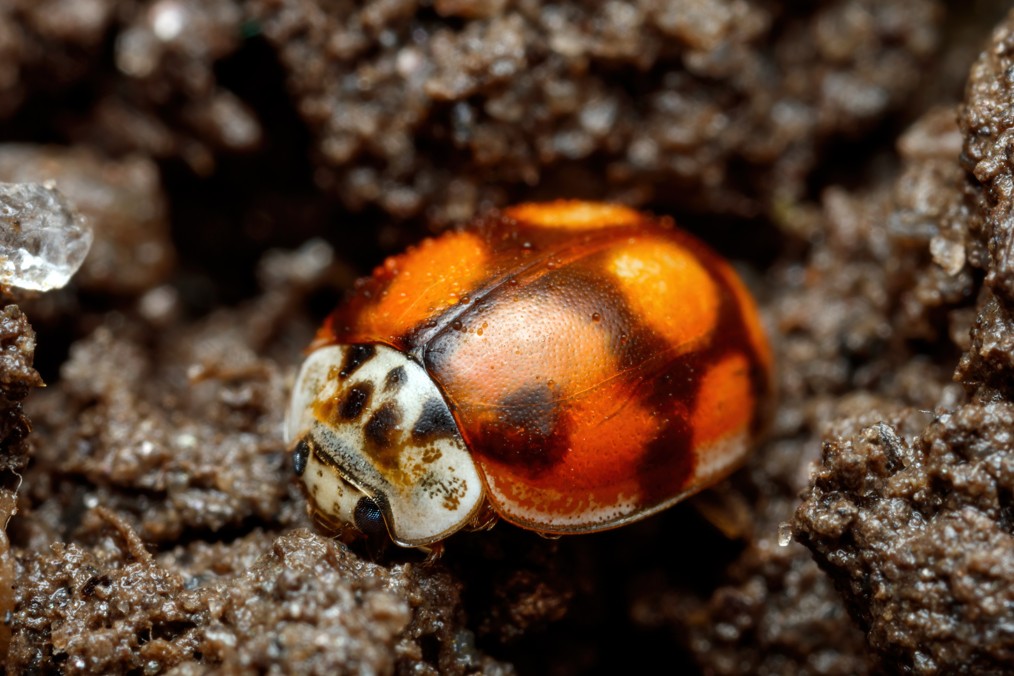10-spot Ladybird (Adalia decempunctata) · iNaturalist