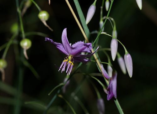 Caroline’s Chocolate Lily (Arthropodium morganiae)