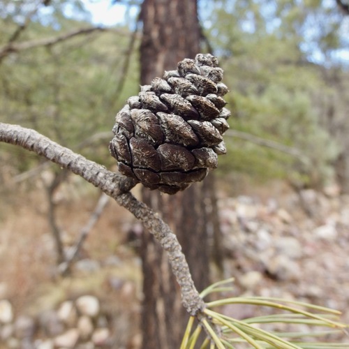 Chinaman Trail #137