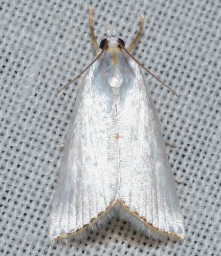 Snowy Urola Moth photo 3