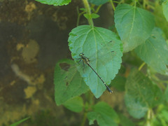 Leptogomphus sauteri formosanus
