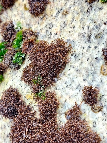 Amphiroa beauvoisii observed 2024-11-23