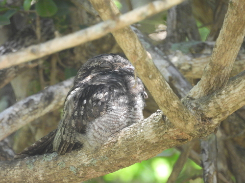 Jungle Nightjar (Caprimulgus indicus), photo 9