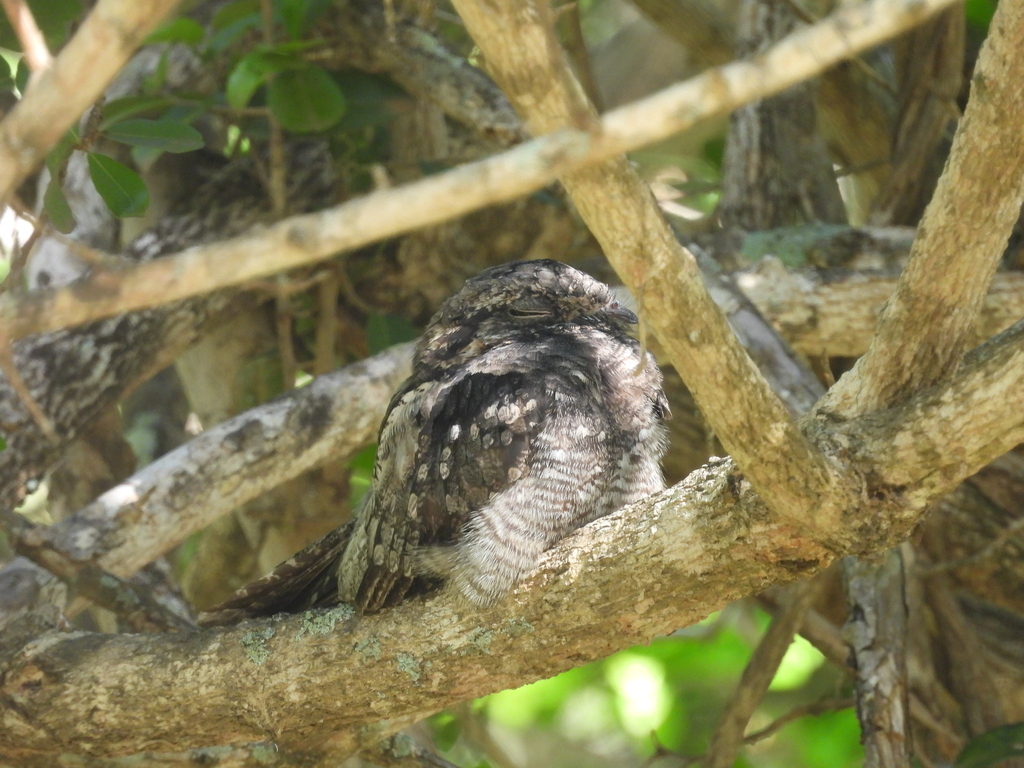 Jungle Nightjar