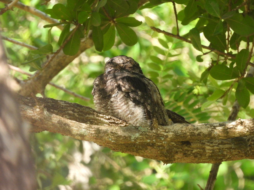 Jungle Nightjar