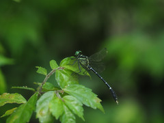 Heliogomphus retroflexus