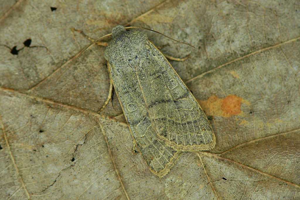 Agrochola humilis