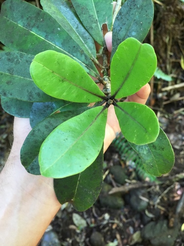 Melicope clusiifolia observed 2019-07-18