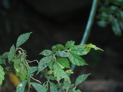 Choreutis basalis