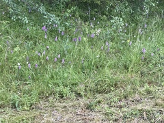 Dactylorhiza maculata