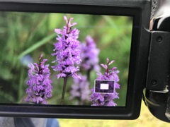 Dactylorhiza maculata