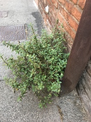Parietaria officinalis