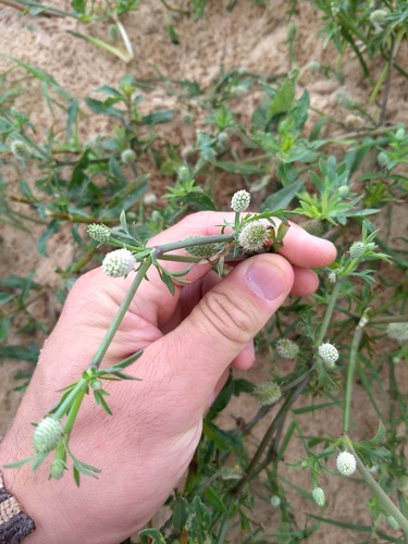 Ballast eryngo (Eryngium divaricatum)