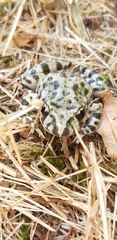 Pelodytes punctatus