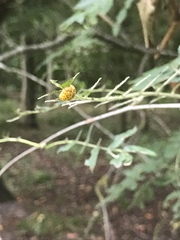 Pristiphora geniculata