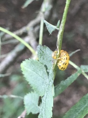 Pristiphora geniculata