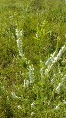 Melilotus albus